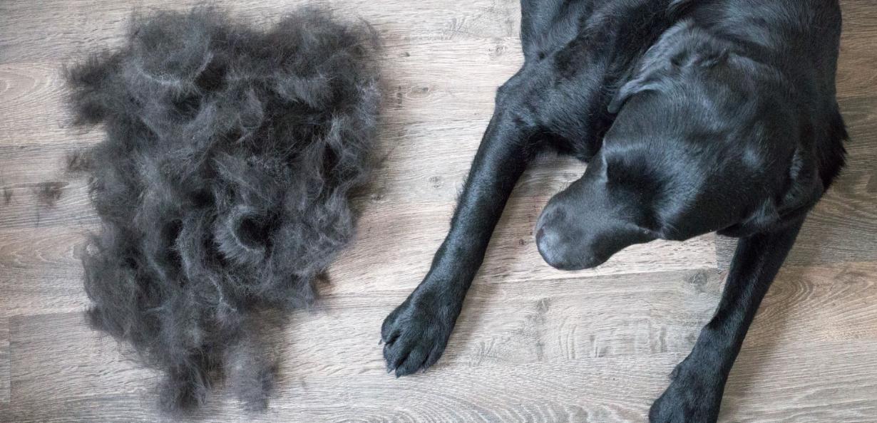 Guide for Managing Dog Shedding