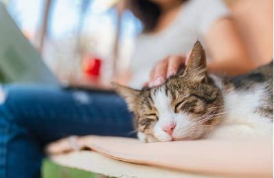 Cat-Friendly Grooming Products: A Guide for Pet Groomers